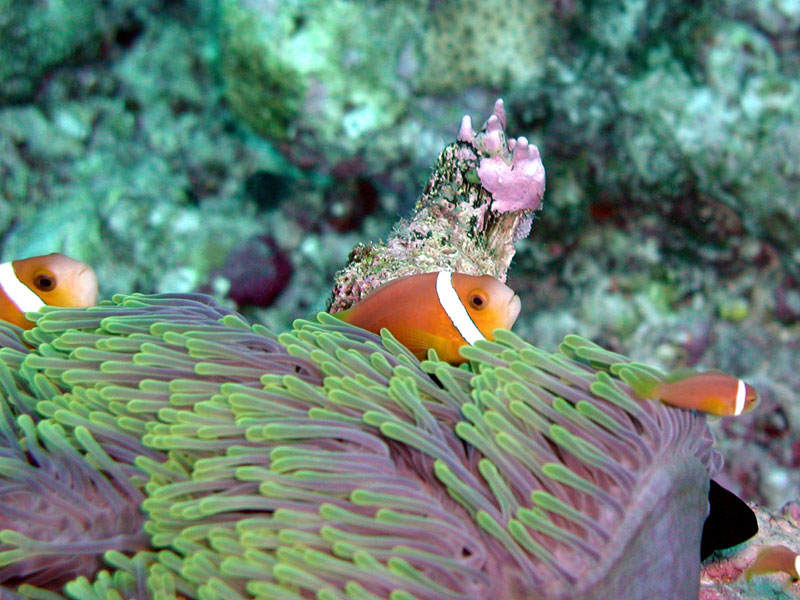 Maledivischer Anemonenfisch