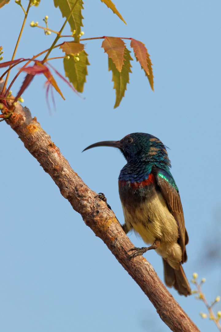 Malegassen Nektarvogel_1