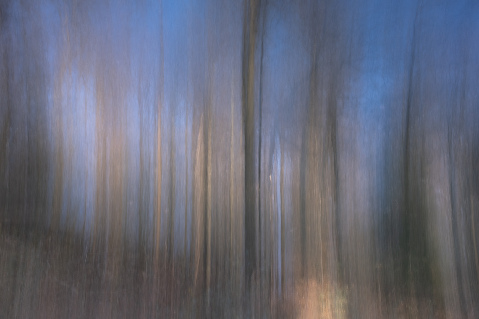 malen mit Licht, Projekt Wald