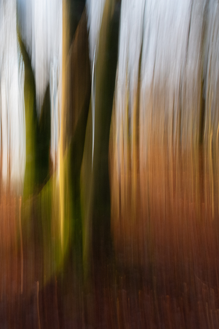 malen mit Licht, Waldprojekt