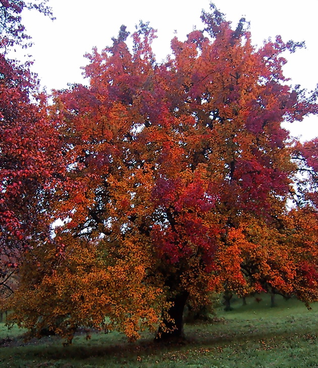 Maler Herbst