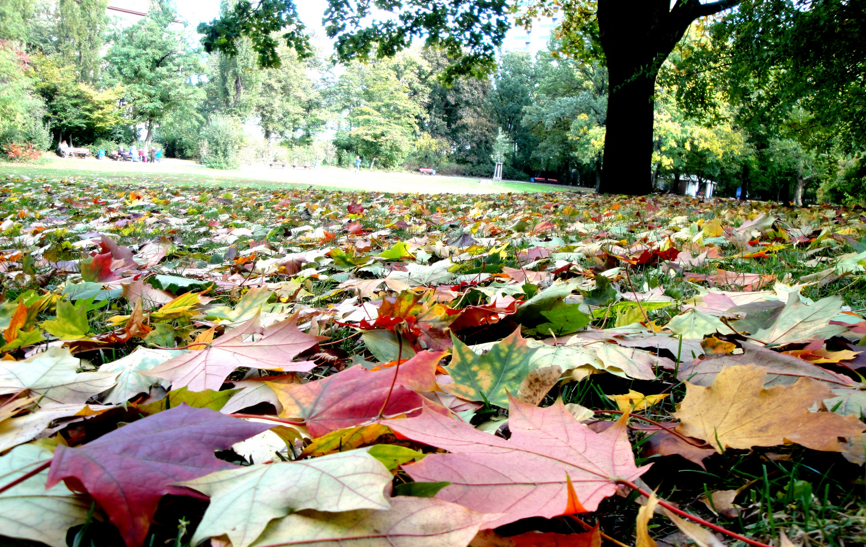 Maler Herbst