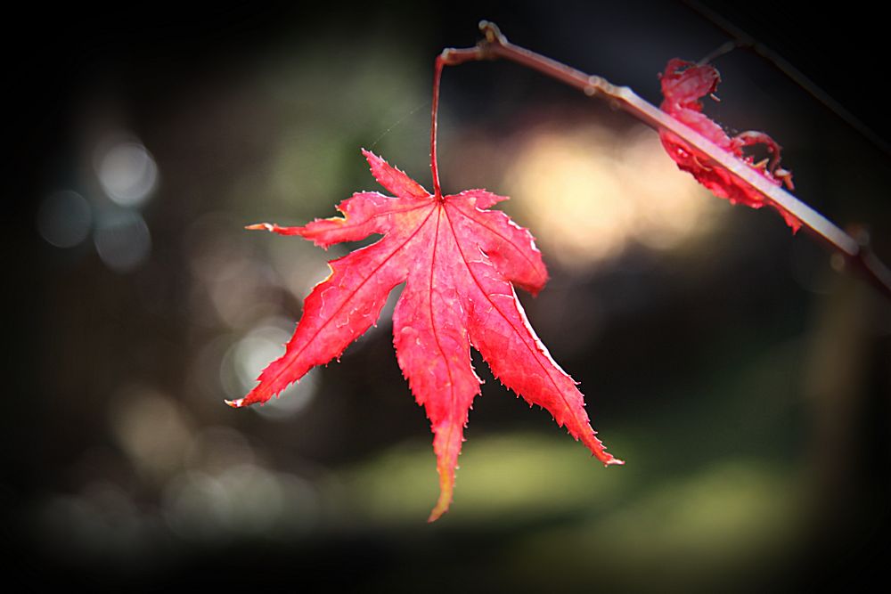 maler herbst...