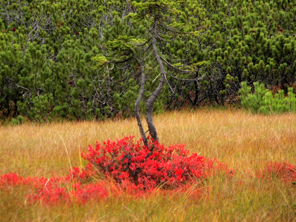 Maler Herbst hat zugeschlagen