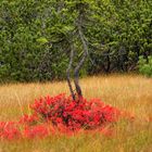 Maler Herbst hat zugeschlagen