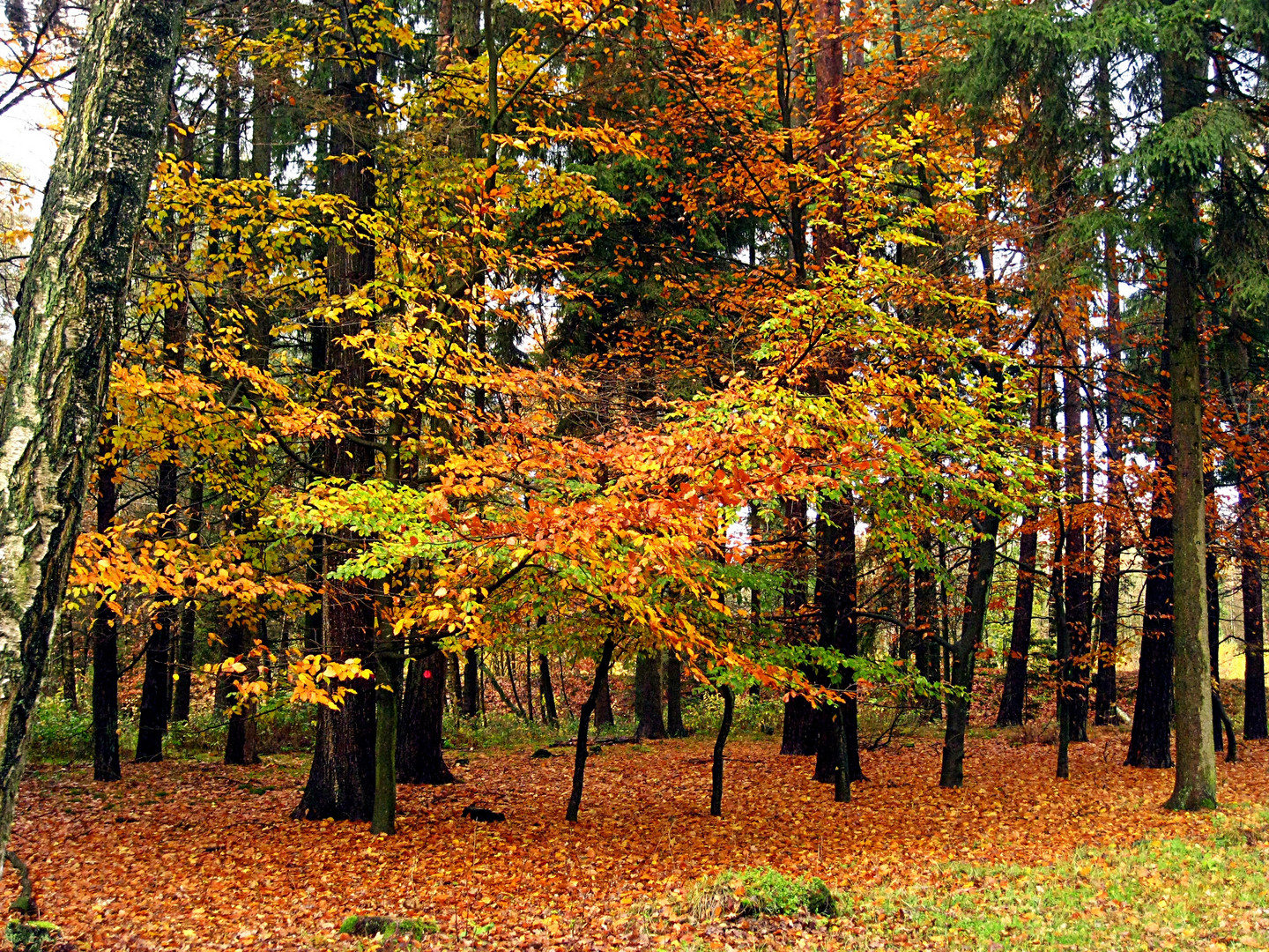 Maler Herbst (Original)