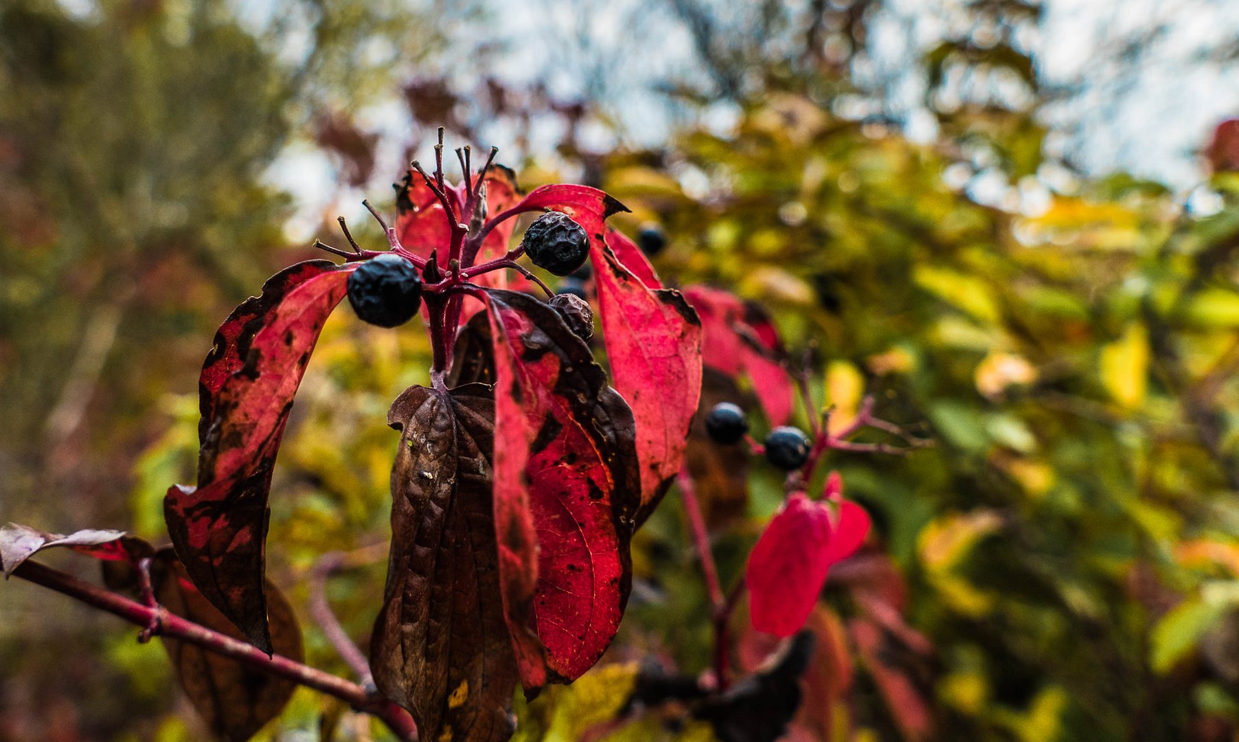 Maler Herbst zeigt was er kann ...