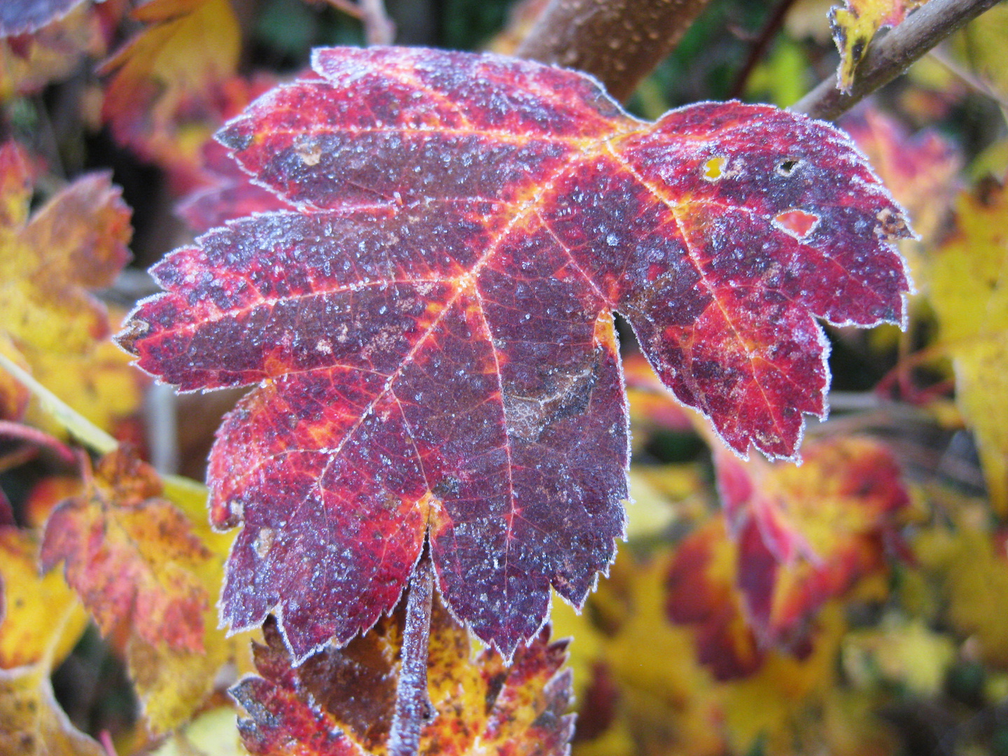 Maler Klecksel heißt Herbst