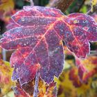 Maler Klecksel heißt Herbst