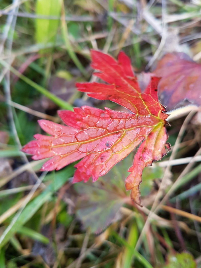 Maler Natur