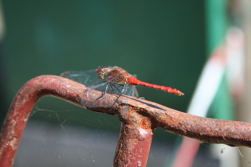 Malerarbeiten eines fleissigen Insektentierchens!!!