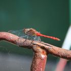 Malerarbeiten eines fleissigen Insektentierchens!!!