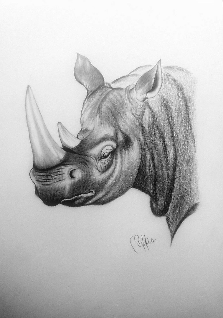 Malerei - Zeichnung: Titel: Nashorn das Original