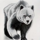 Malerei - Zeichnungen - Tier - Portrait: Tittel: Big Bär