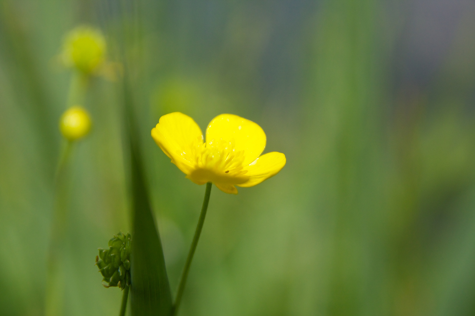 Malerische Blume