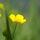 Malerische Blume