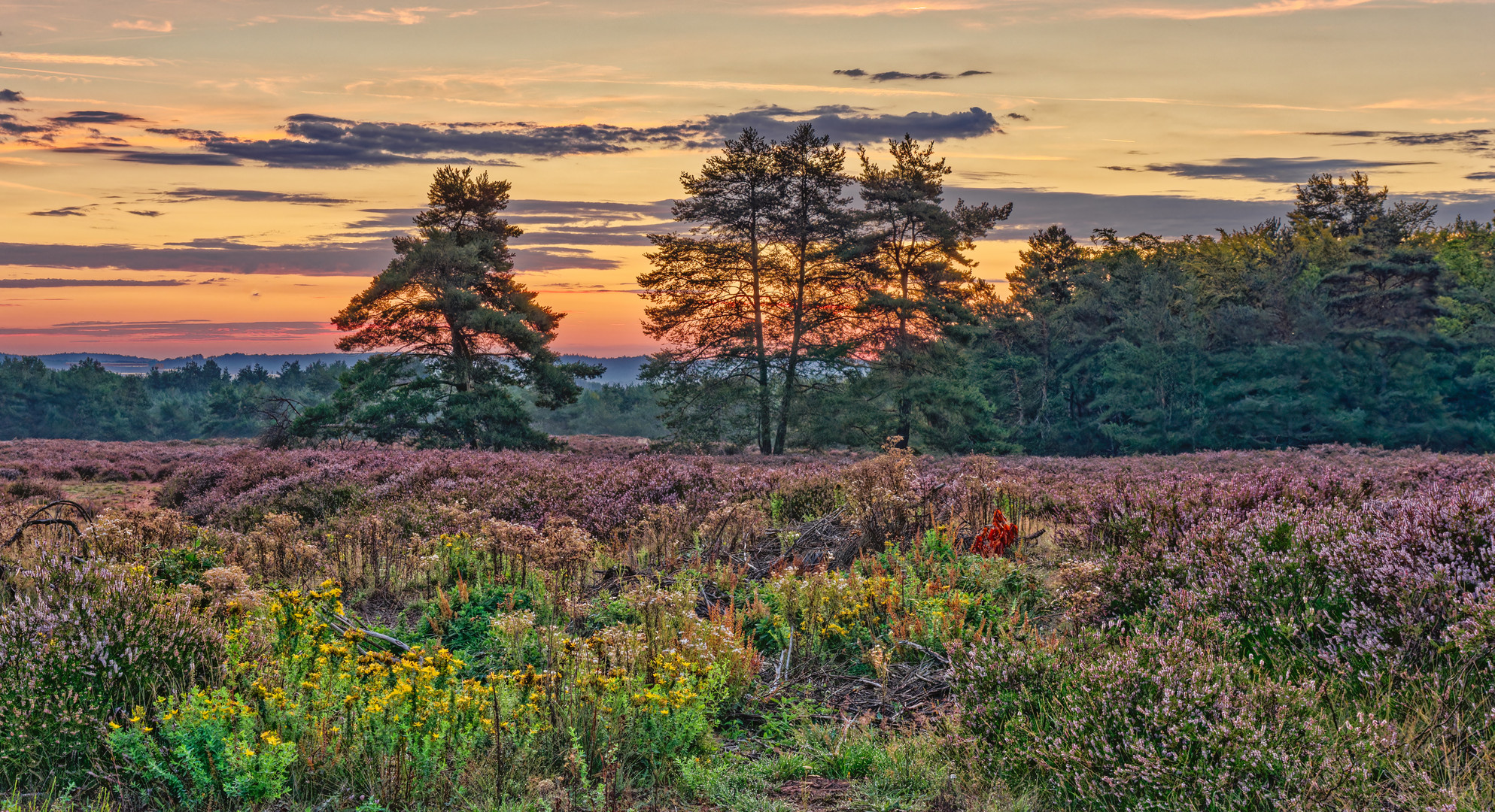 Malerische Heide