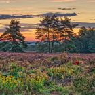 Malerische Heide