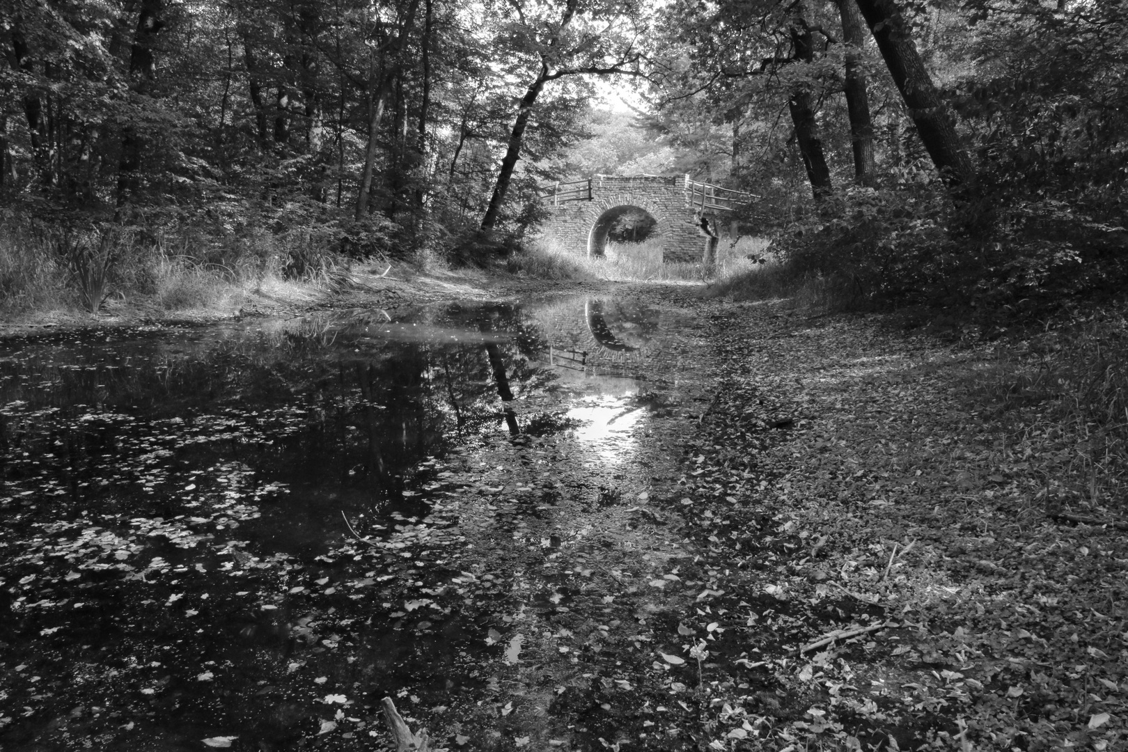 malerische Landschaft im Englischen Garten zu Dessau-Rosslau