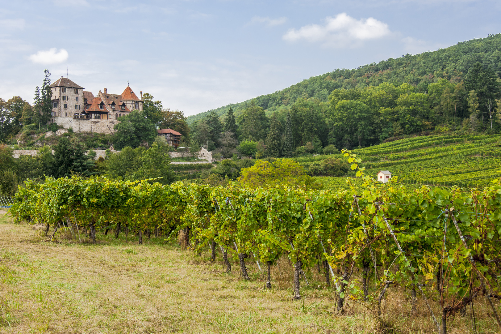 Malerische Landschaft mit Weinbergen