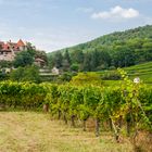 Malerische Landschaft mit Weinbergen