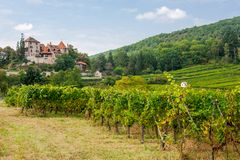 Malerische Landschaft mit Weinbergen