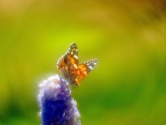 malerische Schmetterlingsfotografie 2