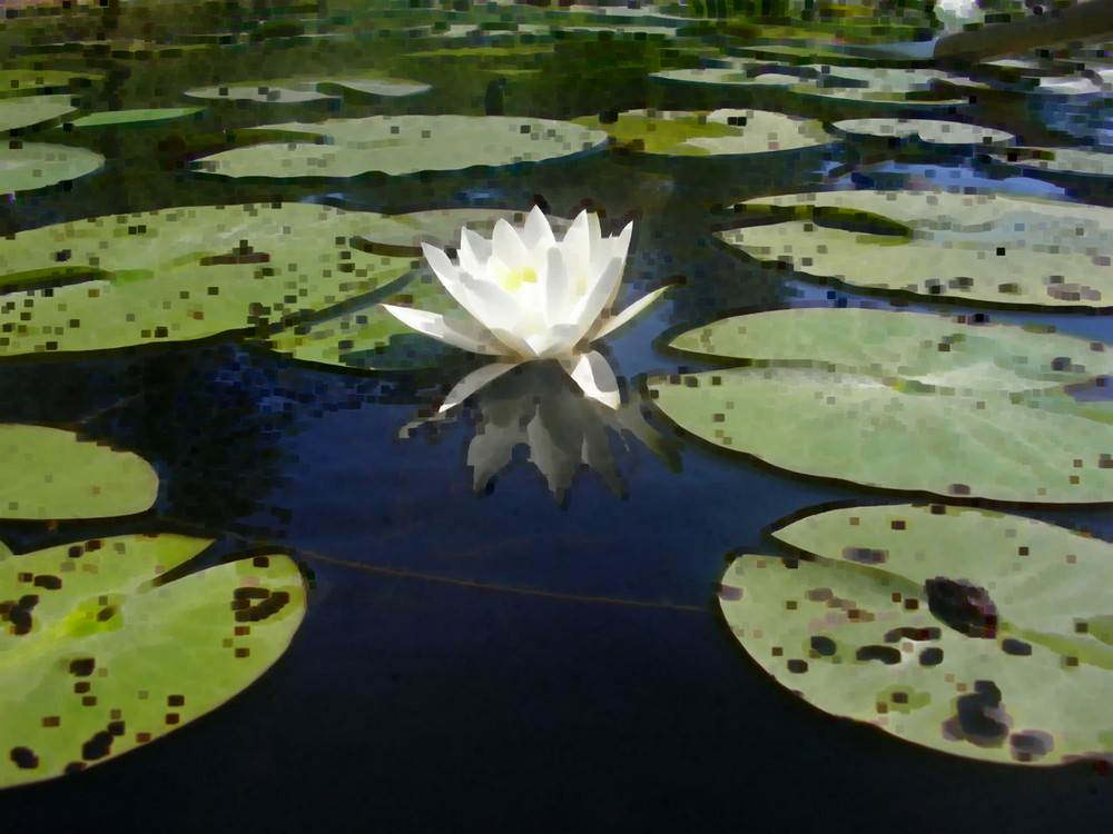 malerische Seerose