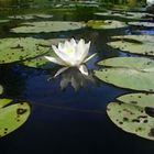 malerische Seerose