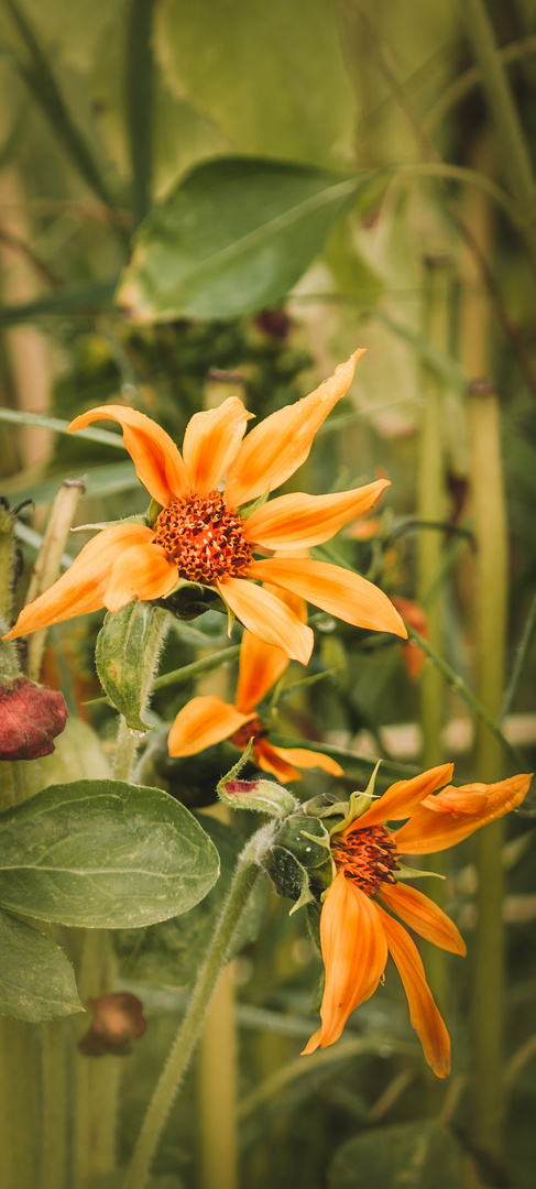 Malerische Sommerblume