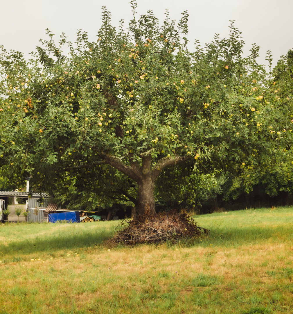 Malerischer Apfelbaum