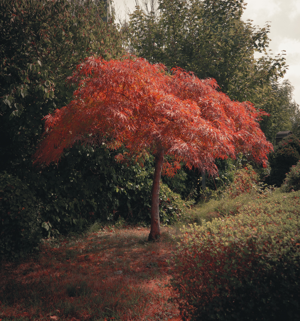 Malerischer Baum