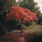 Malerischer Baum