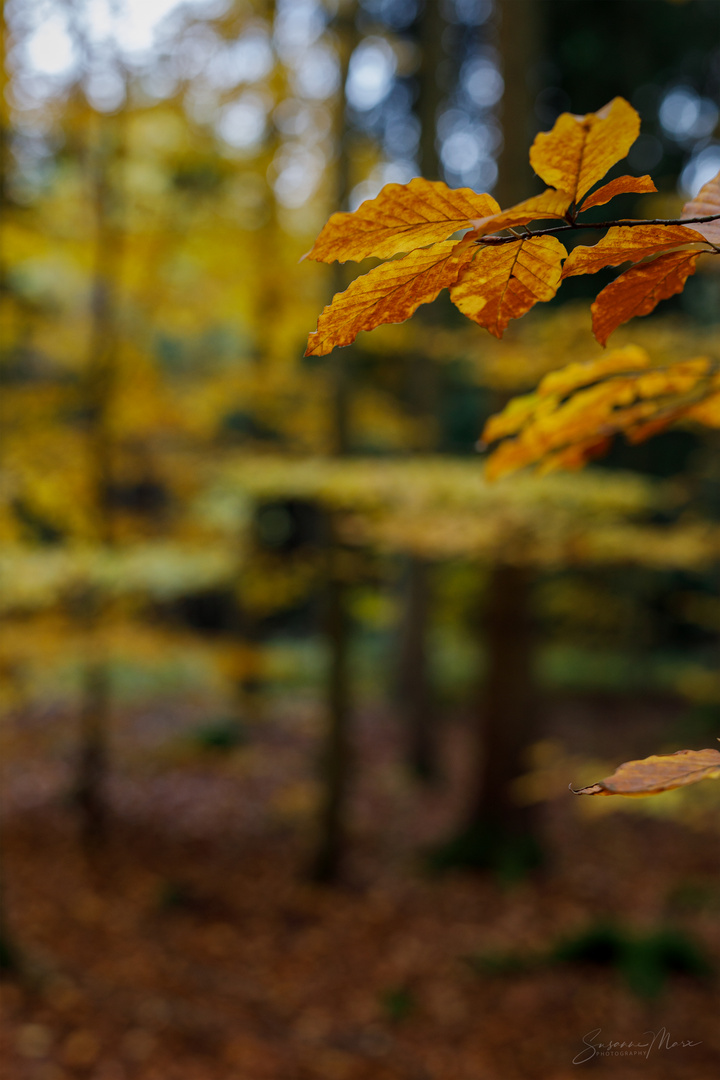 malerischer Herbst