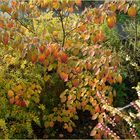 Malerischer-Herbst-