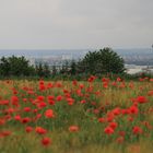 malerischer Mohn 1