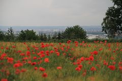 malerischer Mohn 1