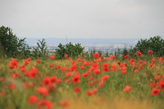 malerischer Mohn 3