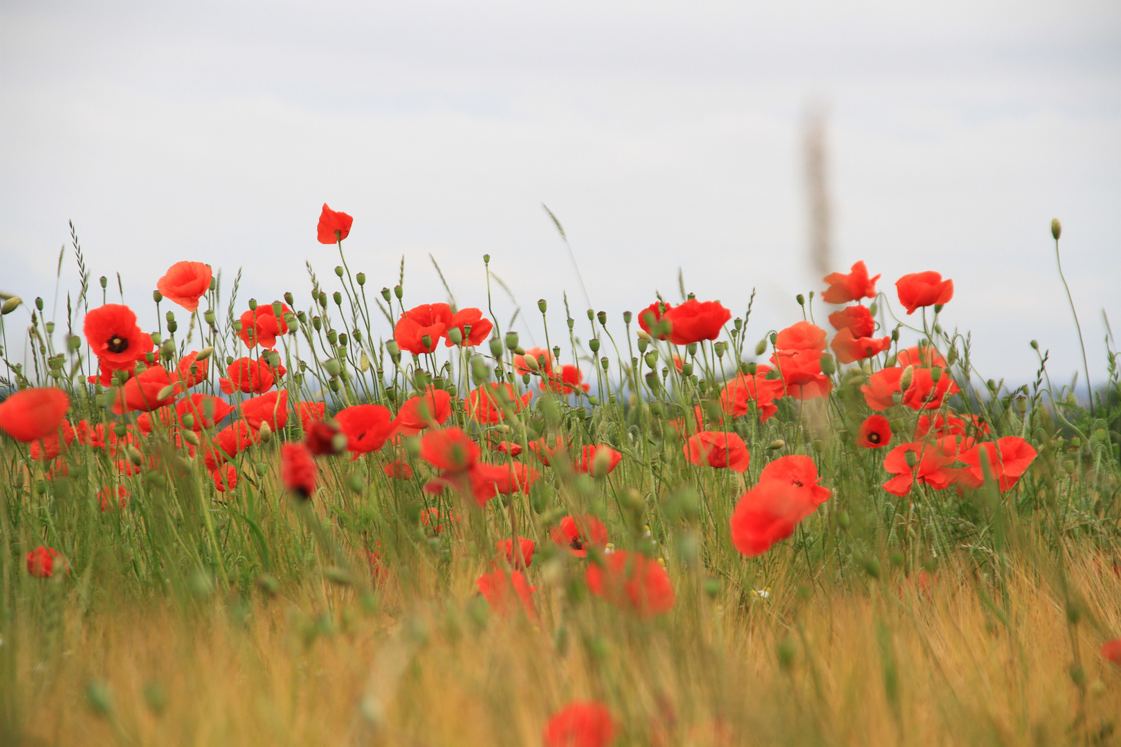 malerischer Mohn 5