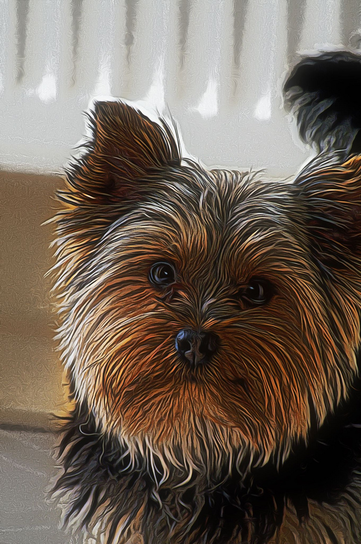 Malerischer Yorkshire Terrier