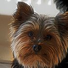 Malerischer Yorkshire Terrier