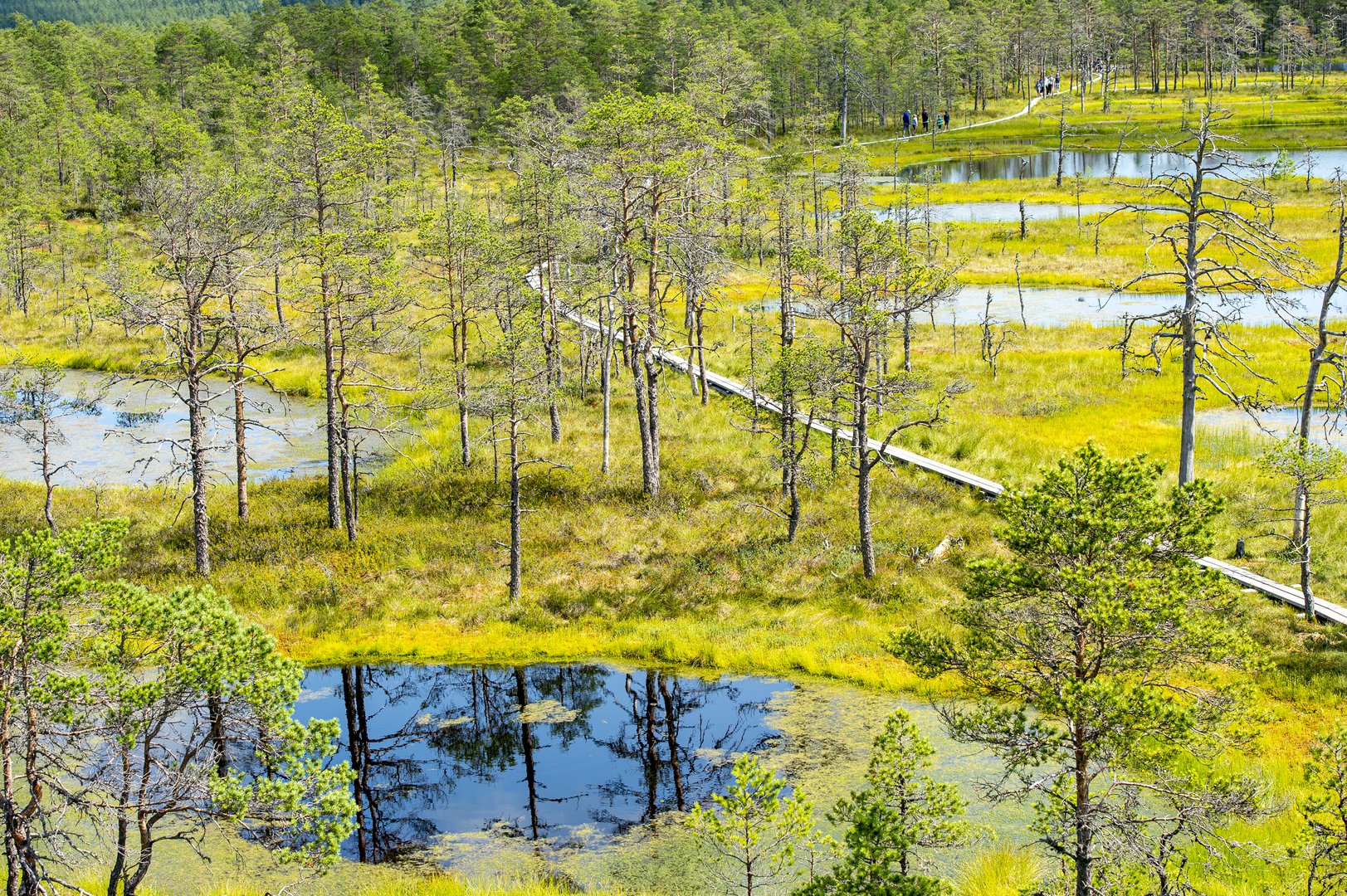 Malerisches Moor