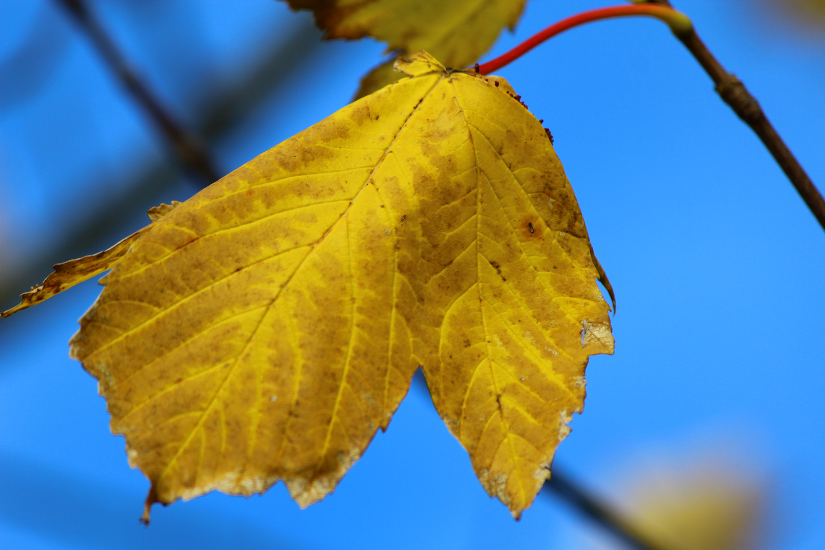 Malermeister Herbst