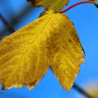 Malermeister Herbst