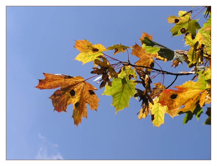 Malermeister Herbst