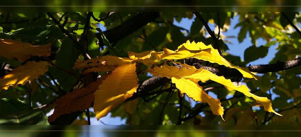 Malermeister Herbst - die  Blätter der Kastanie leuchten im hellen Licht