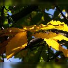 Malermeister Herbst - die  Blätter der Kastanie leuchten im hellen Licht