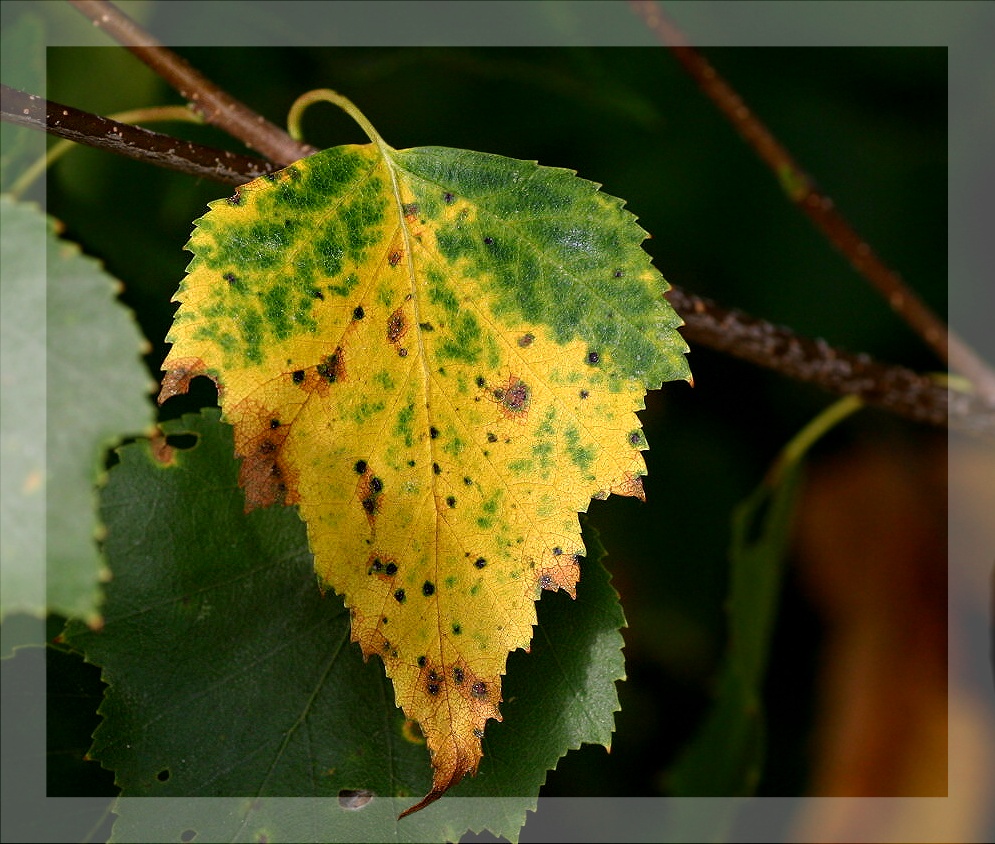 Malermeister Herbst