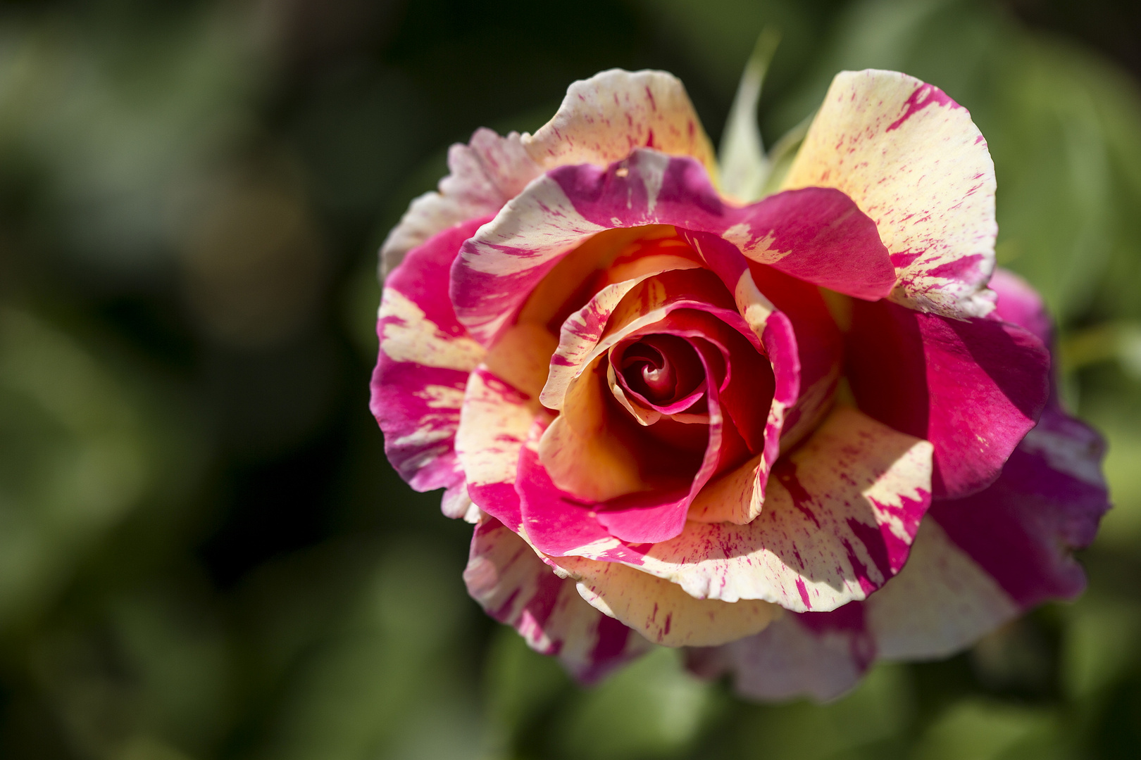 Malerrose in voller Blüte