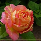Malerrose "Rose des Cisterciens"